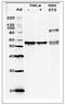 Glutamate Rich WD Repeat Containing 1 antibody, GTX00895, GeneTex, Western Blot image 