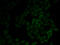 Moesin antibody, LS-C331960, Lifespan Biosciences, Immunofluorescence image 