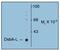 Glutathione S-Transferase Kappa 1 antibody, AP31632SU-N, Origene, Western Blot image 