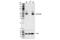 BSCL2 Lipid Droplet Biogenesis Associated, Seipin antibody, 23846S, Cell Signaling Technology, Western Blot image 