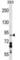 DEAD-Box Helicase 20 antibody, abx028379, Abbexa, Western Blot image 