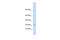 Corticotropin Releasing Hormone antibody, ARP41794_P050, Aviva Systems Biology, Western Blot image 