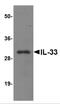 Interleukin 33 antibody, PM-5039, ProSci, Western Blot image 