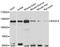 Exocyst Complex Component 4 antibody, A12374, ABclonal Technology, Western Blot image 