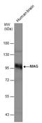 Myelin Associated Glycoprotein antibody, GTX114542, GeneTex, Western Blot image 