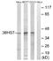 Hydroxy-Delta-5-Steroid Dehydrogenase, 3 Beta- And Steroid Delta-Isomerase 7 antibody, AP33214PU-N, Origene, Western Blot image 