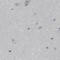 Fas Binding Factor 1 antibody, NBP1-90863, Novus Biologicals, Immunohistochemistry paraffin image 