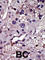 Cytidine/Uridine Monophosphate Kinase 1 antibody, abx033890, Abbexa, Western Blot image 