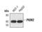 Pyruvate Kinase M1/2 antibody, MA5-14890, Invitrogen Antibodies, Western Blot image 