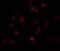 Calcium Binding Protein 7 antibody, GTX85169, GeneTex, Immunofluorescence image 