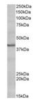POU Class 4 Homeobox 3 antibody, orb125020, Biorbyt, Western Blot image 