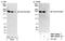 Rho Guanine Nucleotide Exchange Factor 11 antibody, NBP1-06553, Novus Biologicals, Western Blot image 