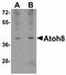 Protein atonal homolog 8 antibody, LS-C108489, Lifespan Biosciences, Western Blot image 