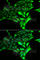 Glycogen Phosphorylase B antibody, A6402, ABclonal Technology, Immunofluorescence image 