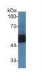 Alpha-1-antitrypsin antibody, LS-C303043, Lifespan Biosciences, Western Blot image 