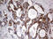 NADH dehydrogenase [ubiquinone] iron-sulfur protein 2, mitochondrial antibody, LS-C797958, Lifespan Biosciences, Immunohistochemistry paraffin image 