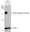 Eukaryotic Translation Initiation Factor 4E Binding Protein 1 antibody, PA5-77963, Invitrogen Antibodies, Western Blot image 