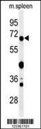 Guanylate Binding Protein 7 antibody, 61-705, ProSci, Western Blot image 