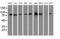 Oxysterol Binding Protein Like 11 antibody, MA5-25293, Invitrogen Antibodies, Western Blot image 