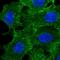 ABCC3 antibody, HPA048483, Atlas Antibodies, Immunofluorescence image 