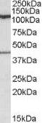 Component Of Oligomeric Golgi Complex 1 antibody, PA5-19030, Invitrogen Antibodies, Western Blot image 