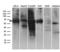 Growth Factor Receptor Bound Protein 7 antibody, LS-C791992, Lifespan Biosciences, Western Blot image 