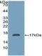 Alpha-2-Glycoprotein 1, Zinc-Binding antibody, LS-C298917, Lifespan Biosciences, Western Blot image 