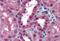 Purinergic Receptor P2X 7 antibody, NBP1-37775, Novus Biologicals, Immunohistochemistry paraffin image 