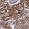 Calcineurin-like phosphoesterase domain-containing protein 1 antibody, HPA040938, Atlas Antibodies, Immunohistochemistry frozen image 