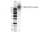 Alginate antibody, NBP2-59348, Novus Biologicals, Western Blot image 