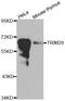 Tripartite Motif Containing 29 antibody, LS-C349203, Lifespan Biosciences, Western Blot image 