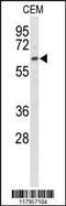 EH Domain Containing 3 antibody, MBS9214589, MyBioSource, Western Blot image 