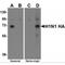 Morphogenetic neuropeptide antibody, TA160088, Origene, Western Blot image 