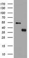 Phosphatidylinositol-4-Phosphate 3-Kinase Catalytic Subunit Type 2 Alpha antibody, TA801696AM, Origene, Western Blot image 