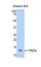 C-C motif chemokine 23 antibody, LS-C295468, Lifespan Biosciences, Western Blot image 