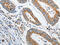 Peroxiredoxin 1 antibody, CSB-PA912013, Cusabio, Immunohistochemistry frozen image 