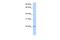 Transcription Elongation Factor A Like 2 antibody, PA5-43626, Invitrogen Antibodies, Western Blot image 