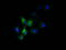 Solute Carrier Family 30 Member 3 antibody, TA501498, Origene, Immunofluorescence image 