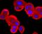 Tyrosinase antibody, NBP2-67232, Novus Biologicals, Immunofluorescence image 