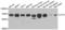 Chaperonin Containing TCP1 Subunit 3 antibody, LS-C334788, Lifespan Biosciences, Western Blot image 