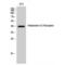 Histamine Receptor H2 antibody, LS-C383926, Lifespan Biosciences, Western Blot image 