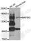 Mitogen-Activated Protein Kinase Kinase Kinase 5 antibody, A0283, ABclonal Technology, Western Blot image 