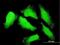 Nuclear Transport Factor 2 Like Export Factor 1 antibody, H00029107-M08, Novus Biologicals, Immunofluorescence image 