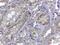 Renalase, FAD Dependent Amine Oxidase antibody, PA5-18376, Invitrogen Antibodies, Immunohistochemistry paraffin image 