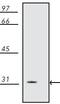 Tyrosine 3-Monooxygenase/Tryptophan 5-Monooxygenase Activation Protein Beta antibody, MA1-25492, Invitrogen Antibodies, Western Blot image 