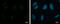 Ariadne RBR E3 Ubiquitin Protein Ligase 2 antibody, GTX115410, GeneTex, Immunocytochemistry image 