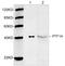 Pancreas Associated Transcription Factor 1a antibody, LS-C203211, Lifespan Biosciences, Western Blot image 