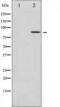 Fibroblast Growth Factor Receptor Substrate 2 antibody, TA325484, Origene, Western Blot image 