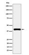 Paraoxonase 1 antibody, M00516-6, Boster Biological Technology, Western Blot image 