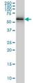 Nucleoporin 62 antibody, H00023636-M02, Novus Biologicals, Western Blot image 